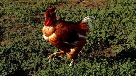 coqbnu|Coq Nu Porn Videos .